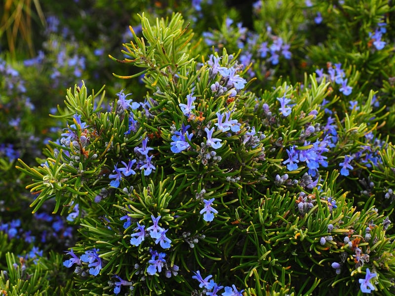 Aromatic Blossoms