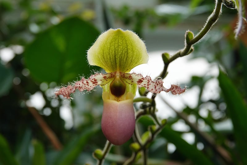 Rare Petals